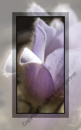 Crocus Petal