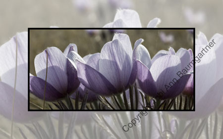 Crocus Purples