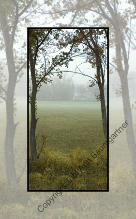 Foggy Tree Frame