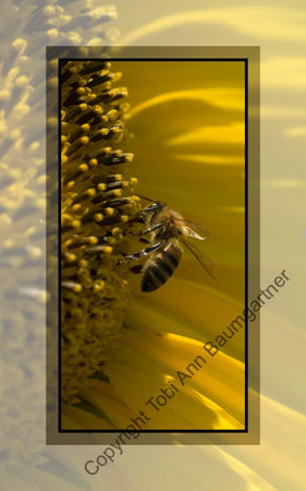 Honey Bee