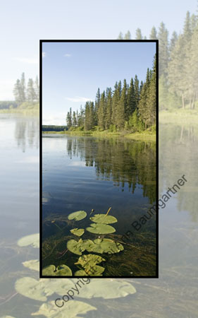 Lilypads