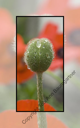 Poppy Bud