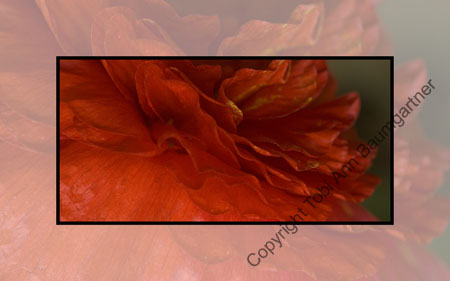 Poppy Drama