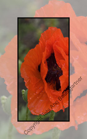 Poppy Open