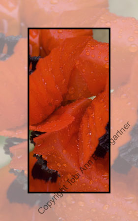 Poppy Petals
