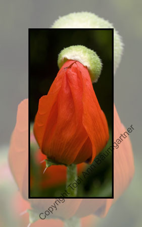 Poppy Top Hat