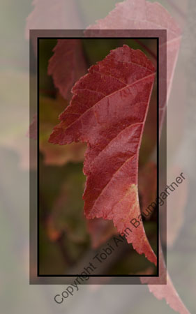 Red Maple Leaf