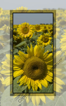 Sunflower Up Front