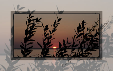 Sunset Through Shore Leaves