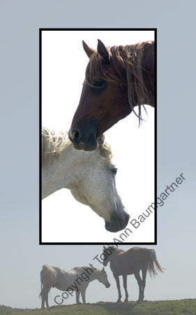 The Horses