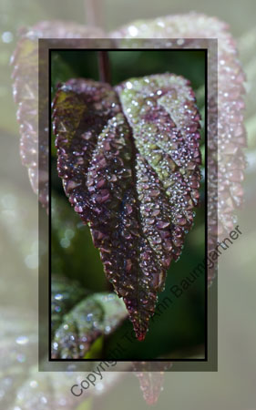 Totally Dew-ed