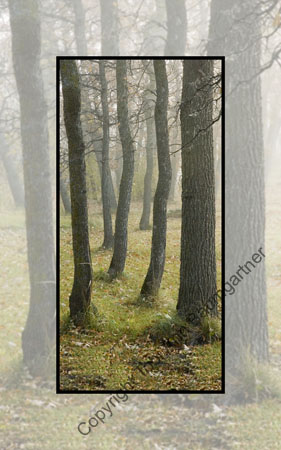Tree Ents