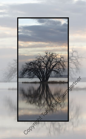 Tree Flooded Colour