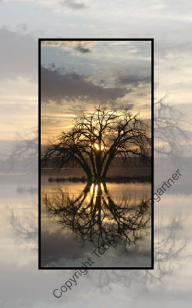 Tree in Moody Waters