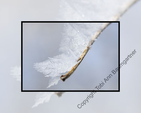Angel Wing Hoarfrost