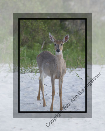 Beach Bambi