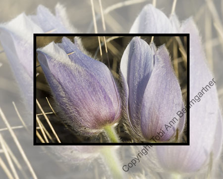 Big & Rich Crocuses