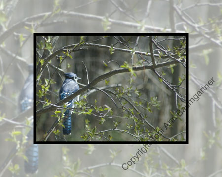 Blue Jay