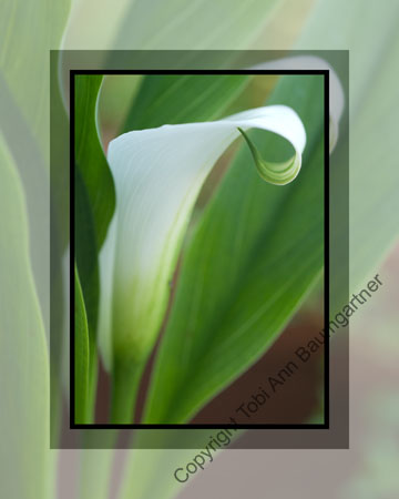 Cala Lily