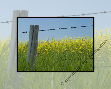 Canola Field