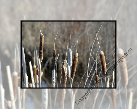 Cattails