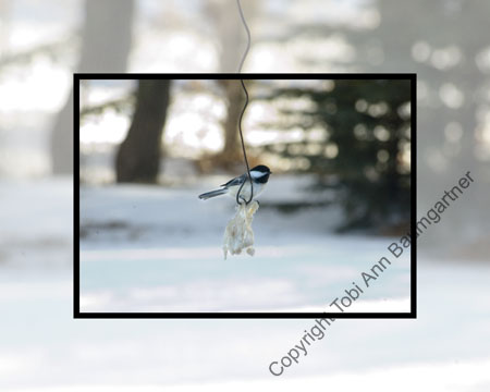 Chickadee Momma