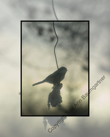 Chickadee Silhouette