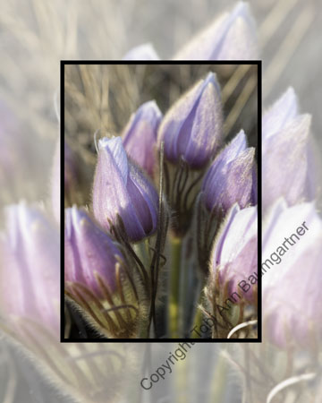 Crocus Arrow