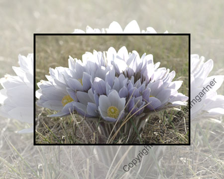 Crocus Bouquet