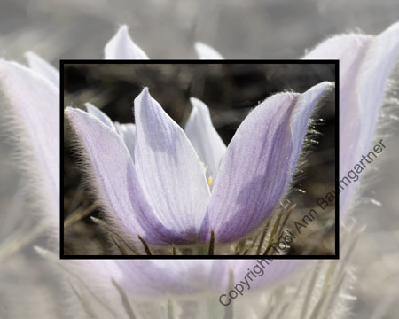 Crocus Bowl