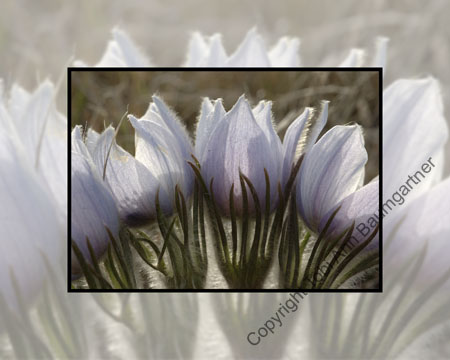Crocus Can Can