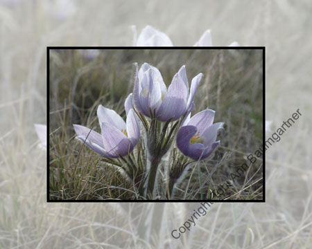 Crocus Cliche