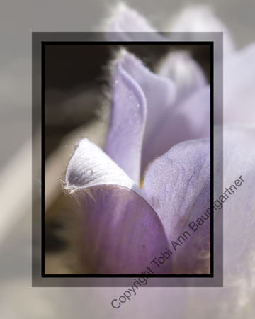 Crocus Petal
