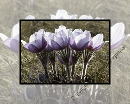 Crocus Shadesof Purple