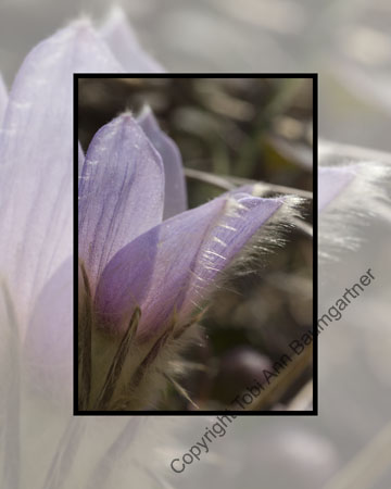 Crocus Side