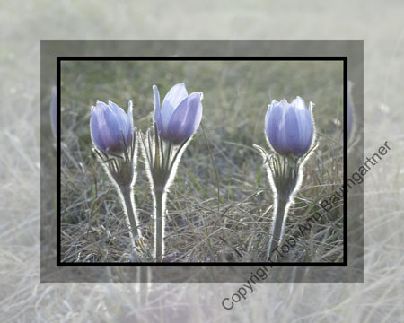 Crocus Three