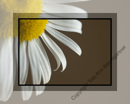 Curly Q Petals
