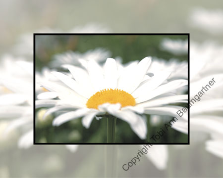 Daisy