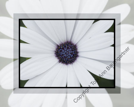 Daisy with blue