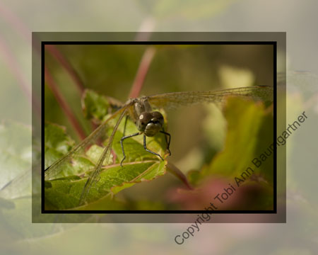 Dragonfly