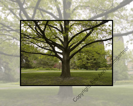 Electric Tree