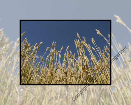 Field Of Dreams