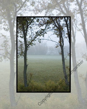 Foggy Trees Frame