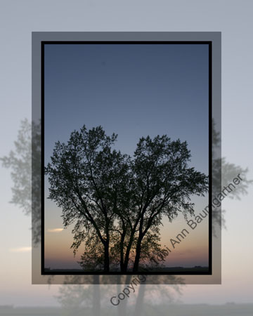 Heart Tree