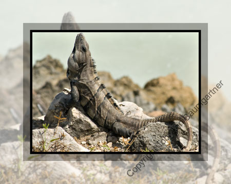 Iguana Stretch