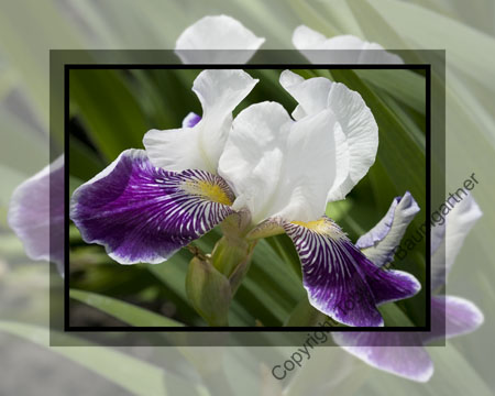 Iris