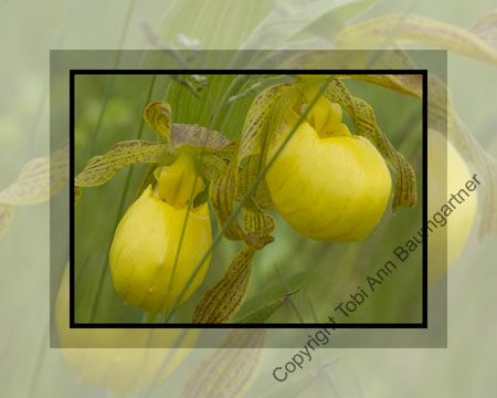 Ladyslipper Couture