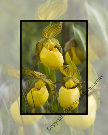 Ladyslipper Triplets