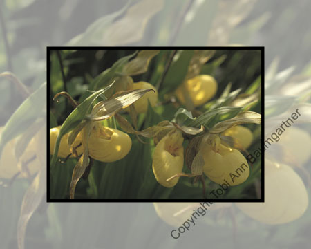 Ladyslippers