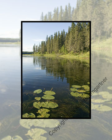 Lilypads